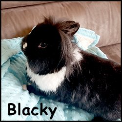 blacky.jpg