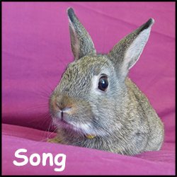 song.jpg