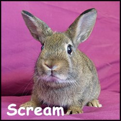 scream.jpg