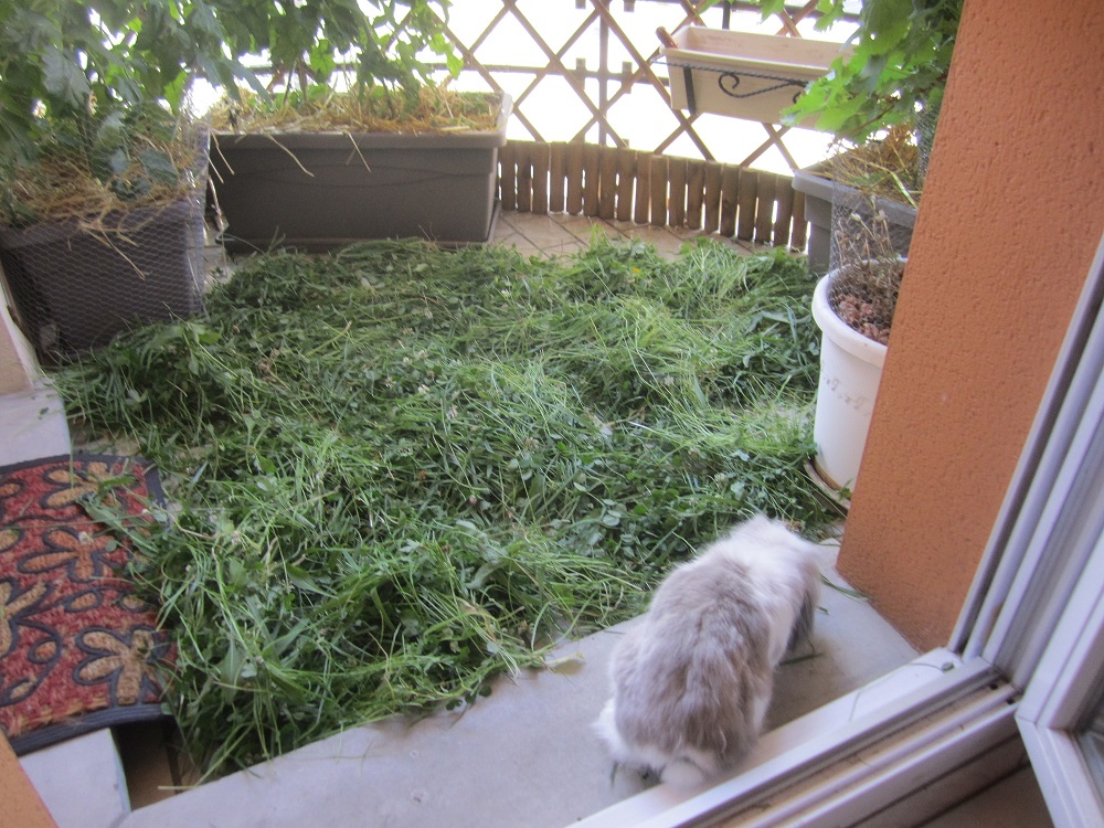 foin maison2.jpg