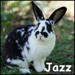 jazz_250x250_5.jpg