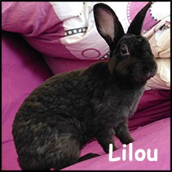 lilou_250x250_8.jpg