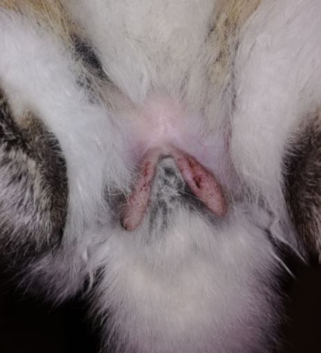 castration bidouille.JPG