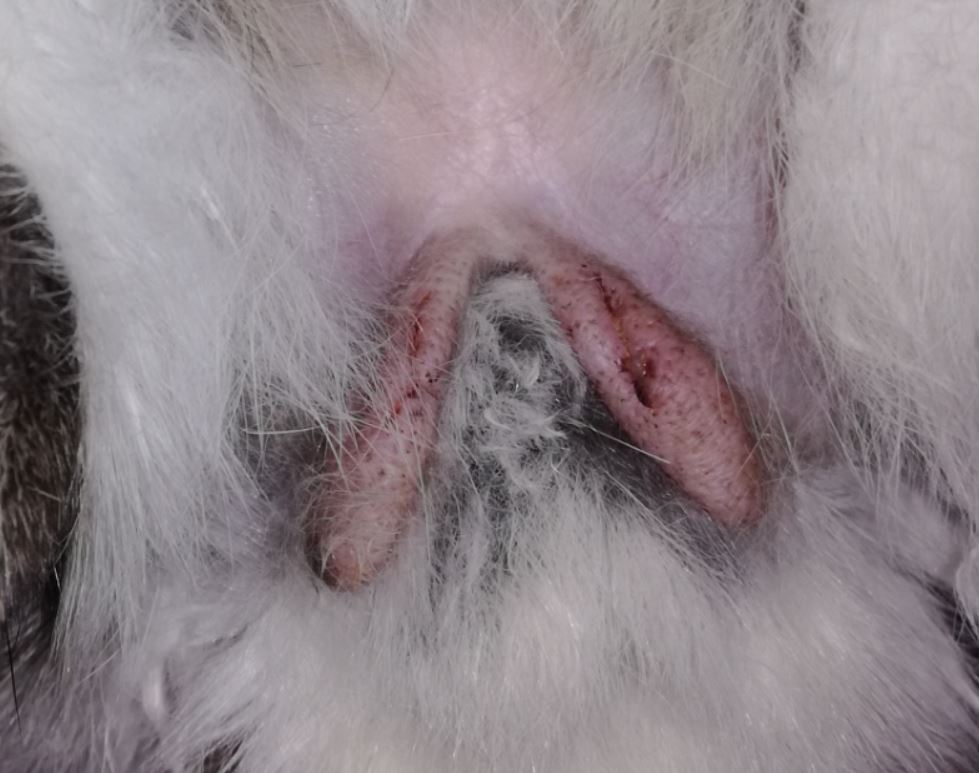 castration bidouille.JPG