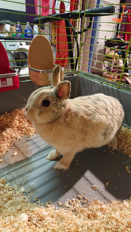Panpan.jpg