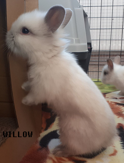 Willow.png