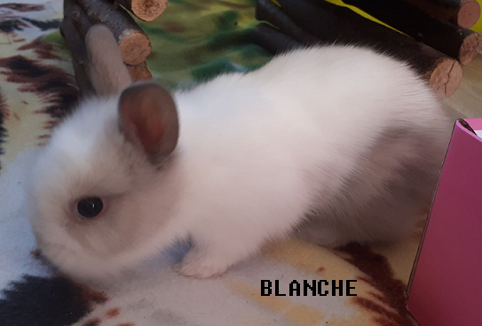 Blanche.png