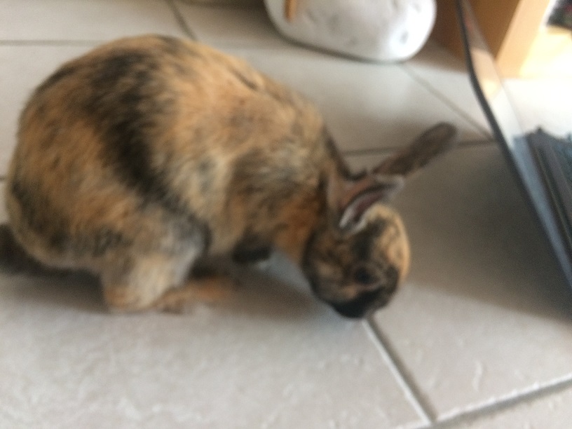 Boule.jpg