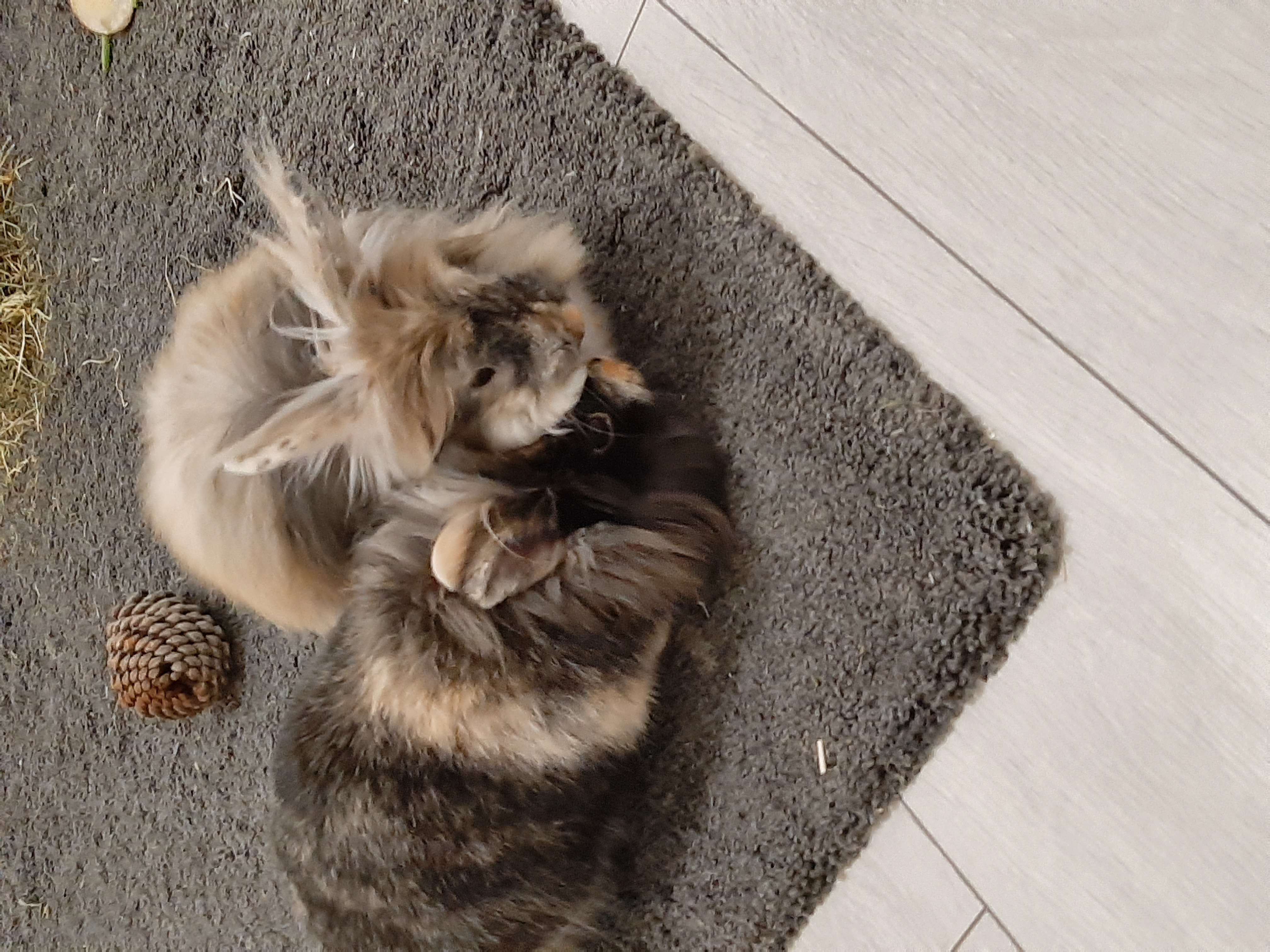 20191202_224743.jpg