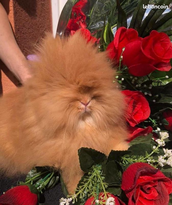 lapin.jpg