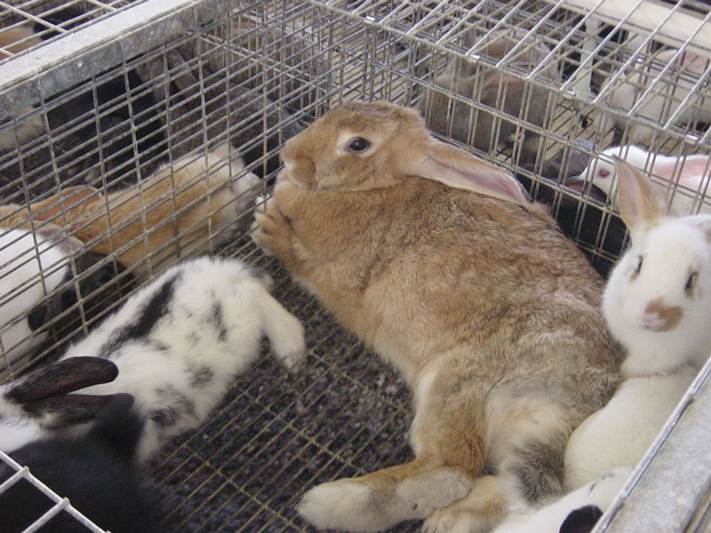 mere+bébéelevageintensifanimalerie.jpg