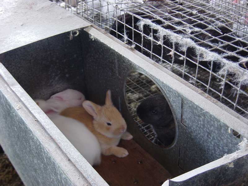 photobébéa,imalerieélevage.jpg
