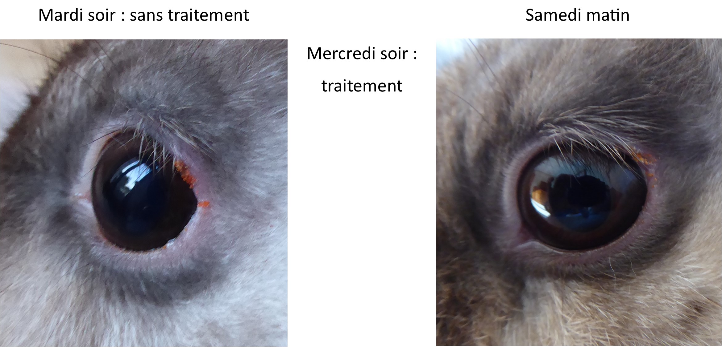 Evolution aoutats.jpg