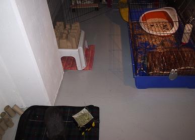 ma lapine dans son parc 020.JPG