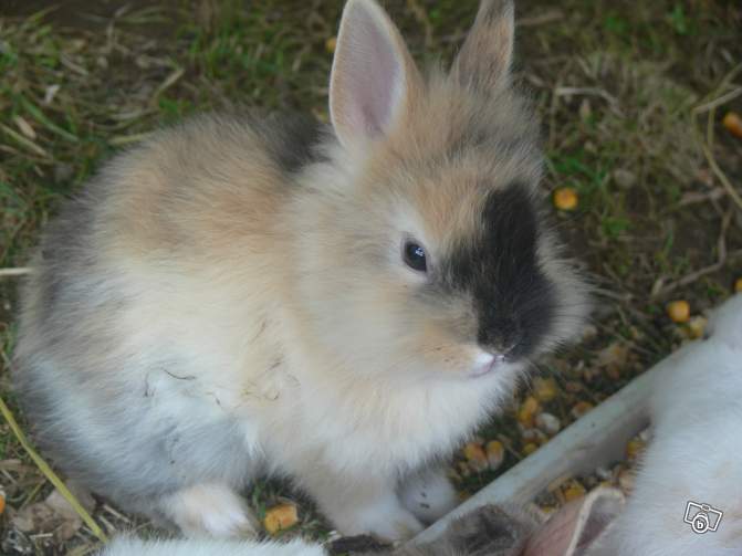 Lapin mâle.jpg