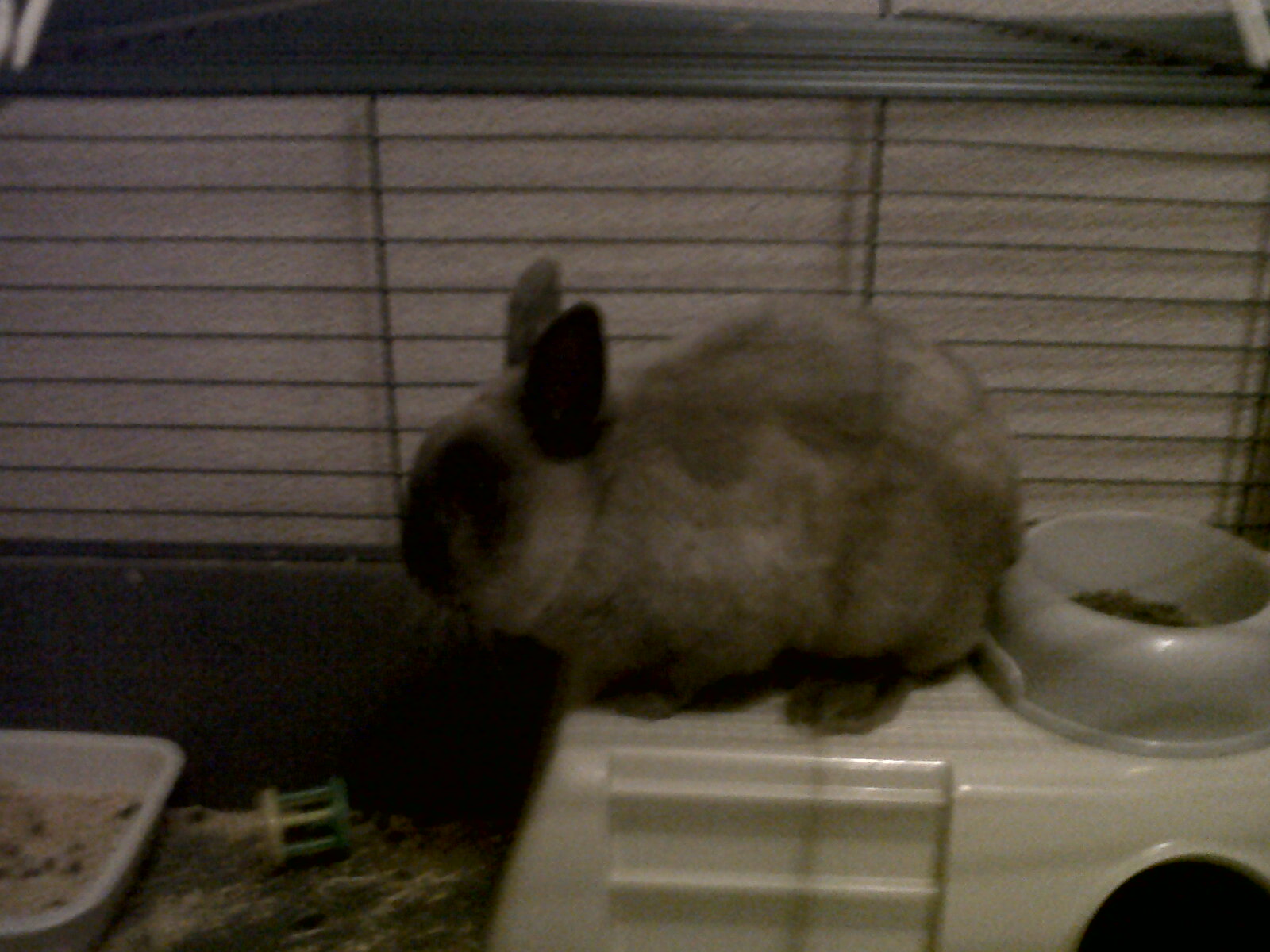 mon lapin pédro.jpg