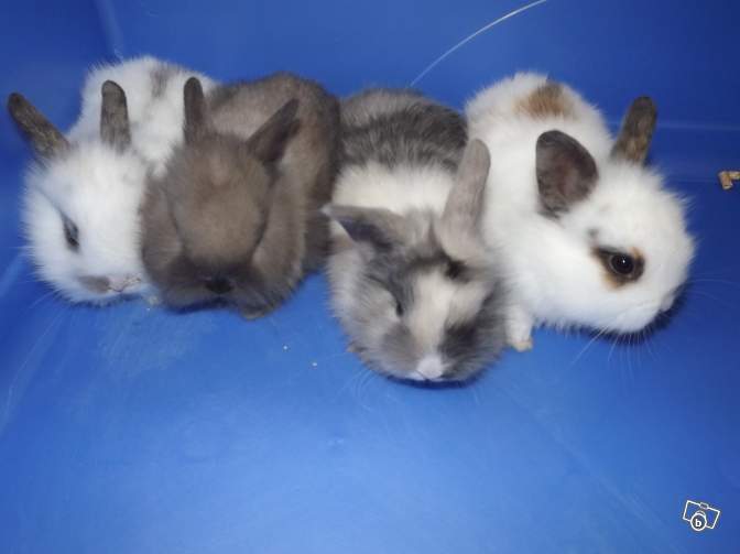Lapinou 10€ Loches LBC.jpg