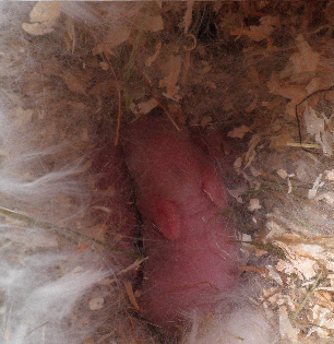Bébé Jour2 (2).png