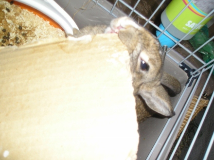p'tit bou ! 008 (440x329).jpg