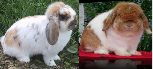 lapin belier.png
