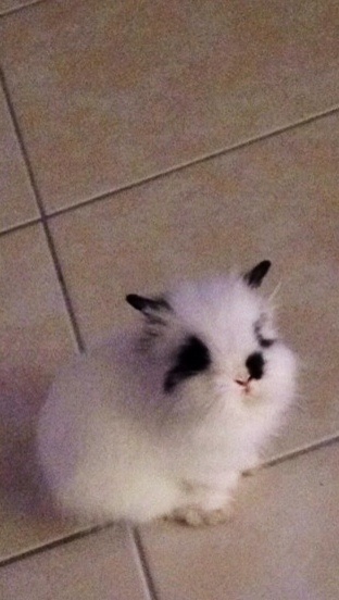 image.jpg