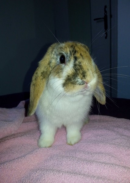Lapine Bélier.jpg