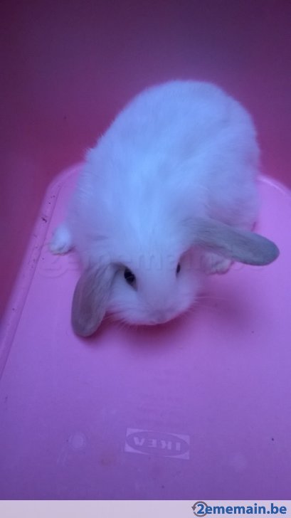 206851998_3-4-lapins-nain-a-vendre.jpg