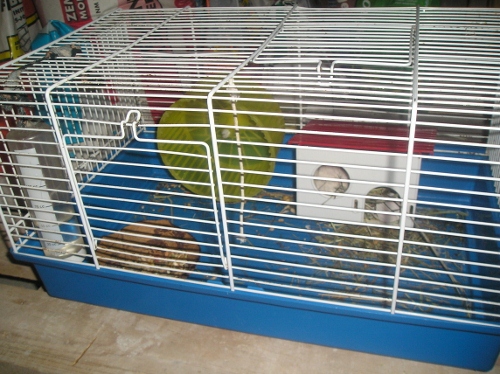 Hamsters ☺ 002 (500x374).jpg
