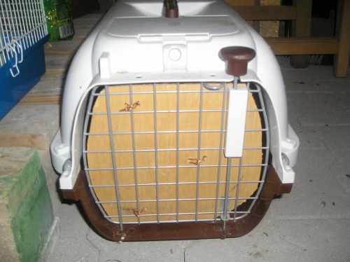 Hamsters ☺ 003 (500x374).jpg
