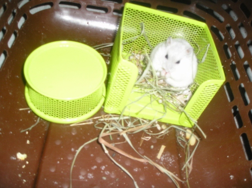 Hamsters ☺ 004 (500x374).jpg