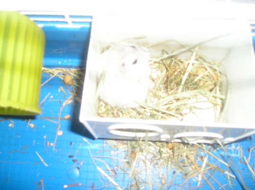 Hamsters ☺ 005 (500x374).jpg