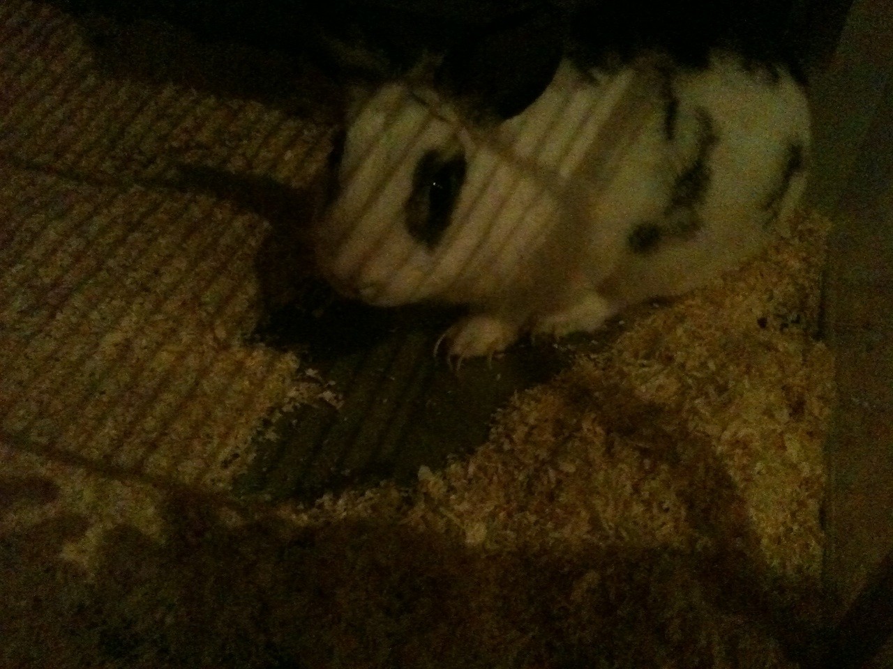 lapin.jpg