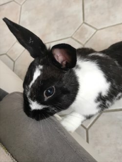 Bella1.jpg