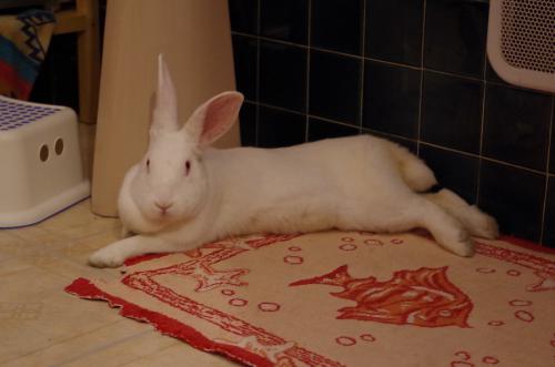 aria-lapin-l2016-02-07-9561-537976imgp4449.jpg