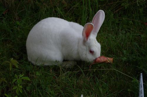 aria-lapin-l2016-02-07-9561-830336imgp5322.jpg