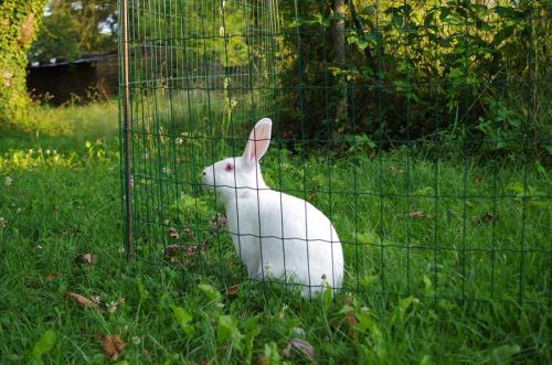 aria-lapin-l2016-02-07-9561-639537imgp5316.jpg