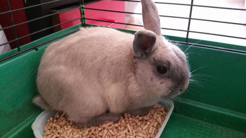 olaf-lapin-l2017-05-08-10922-20170311.jpg