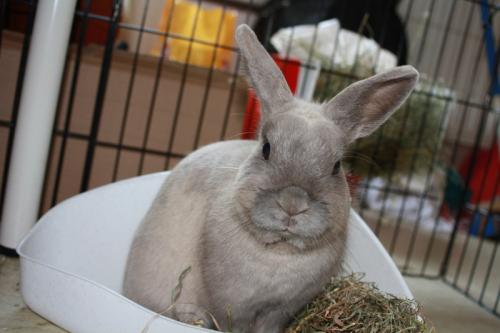 olaf-lapin-l2017-05-08-10922-img50101.jpg