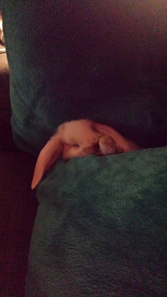 Sieste Luna (2).jpg